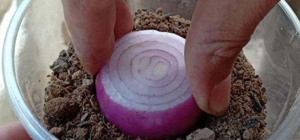 SEPOLIRE LE CIPOLLE IN UN BICCHIERE PIENO DI TERRA: COSA SUCCEDE 7 GIORNI DOPO