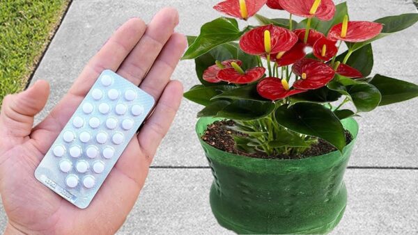 SOLO 1 PILTA provoca un’esplosione di fiori: le piante d’appartamento hanno foglie bellissime e lucenti e fioriscono selvaggiamente!