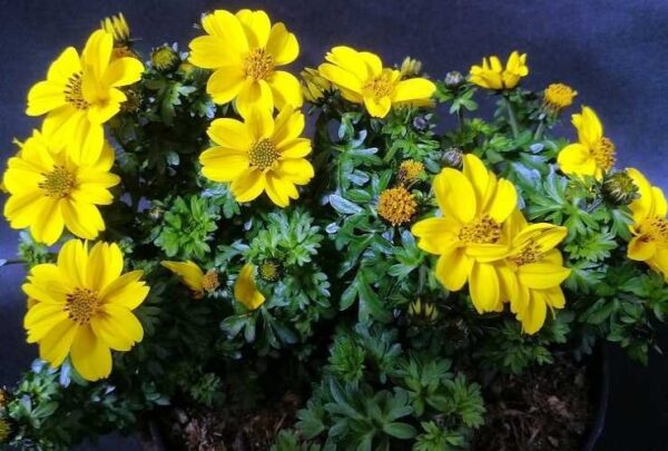 SOLO 1 TAZZA PER FAR ESPLODERE IN MEN CHE NON SI DICA LA FIORITURA: CRESCE IN UN BALENO