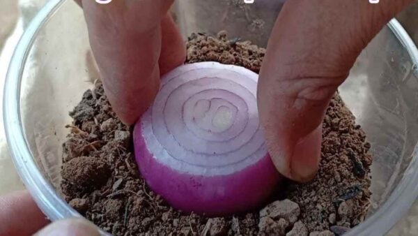 SOTTERRARE LE CIPOLLE IN UN BICCHIERE PIENO DI TERRA: COSA SUCCEDE 7 GIORNI DOPO?
