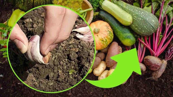 SPICCHIO D’AGLIO NELL’ORTO, SE NON LO SI FA SI PERDE L’INTERO RACCOLTO: AFFRETTATEVI A SALVARLO