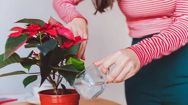 STELLA DI NATALE, ANNAFFIALA A QUEST’ORA SE VUOI FARLA FIORIRE TUTTO L’ANNO