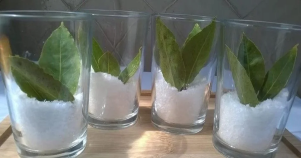 Sale e alloro: la miscela perfetta e naturale contro i cattivi odori in casa