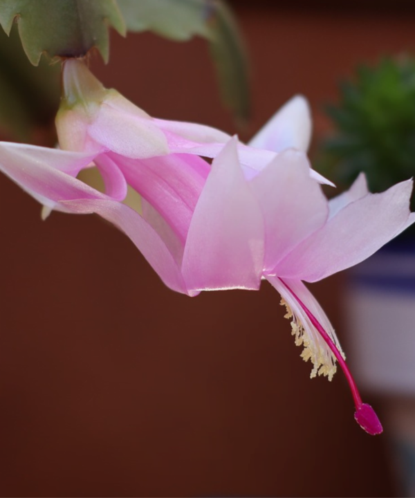 Sapete come propagare lo Schlumberger (cactus di Natale)? Questo è il modo più semplice – e non dovrete MAI comprarlo!