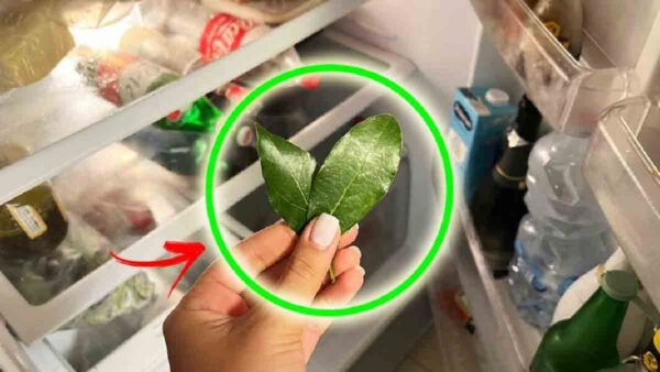 Sapevate che le foglie di alloro possono essere utilizzate in questo modo in frigorifero?