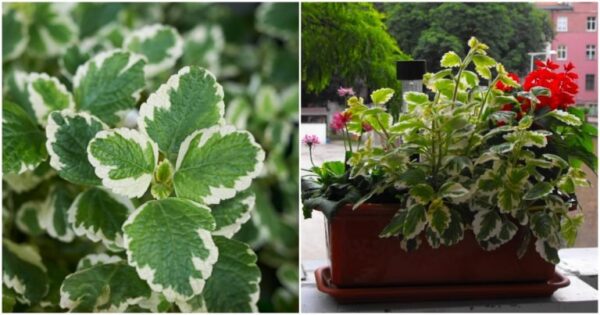 Scacciare le zanzare dal giardino in modo permanente e delicato: basta una pianta che cresce come un fulmine