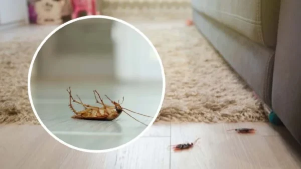 Scarafaggi in casa: ecco la soluzione definitiva per liberarsene definitivamente!