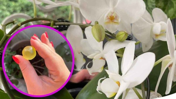 Sciogliete una di queste palline nell’acqua per tenere lontani i parassiti dall’orchidea.