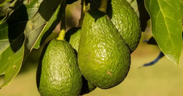 Scopri come coltivare gli avocado in vaso in modo da non doverli mai più comprare