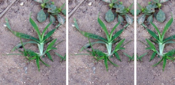 Scopri le incredibili proprietà dell’Eleusine indica: il segreto naturale per migliorare il tuo benessere