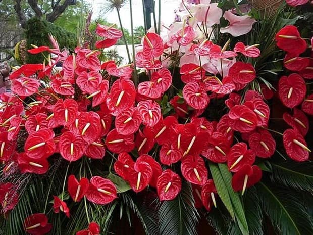 Queste piante in casa