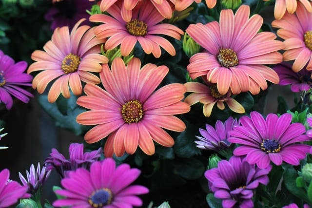 Queste piante in casa