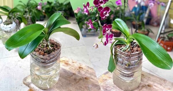 Se coltivate l’orchidea in questo modo, crescerà molto più velocemente e in modo più rigoglioso.