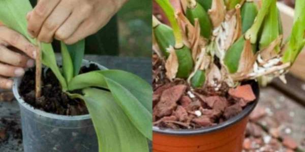 Se hai problemi con le tue orchidee, ecco alcuni consigli utili per salvarle