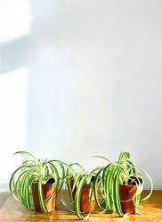 Se hai questa PIANTA, prenditene cura come dell’ORO: È un gioiello completo e le nostre nonne lo sapevano già!