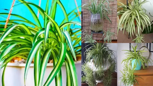 Se hai questa pianta, sei fortunato: La Pianta Ragno come Tuo Alleato Naturale.