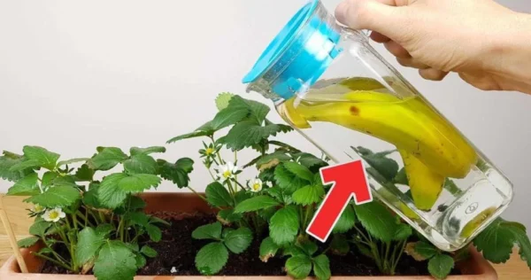 Se innaffiate le vostre piante d’appartamento con questo prodotto, cresceranno dieci volte meglio di adesso.