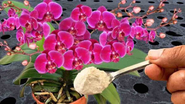 Se lo fate, i vostri vicini vi chiederanno come fate ad avere orchidee così belle e rigogliose!