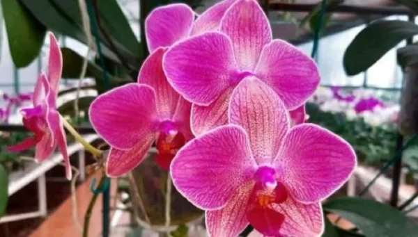 Se lo fate, la vostra orchidea fiorirà: lo consigliano anche gli esperti