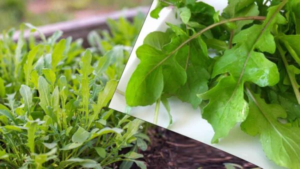 Seguite questa mini-guida alla semina e alla coltivazione della rucola in casa!