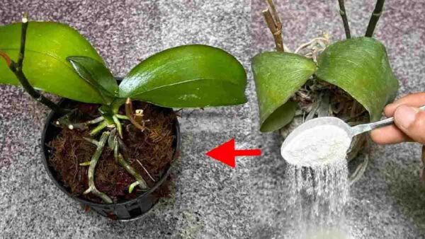 Sembra quasi impossibile, ma questa sostanza naturale può salvare le vostre piante morenti!