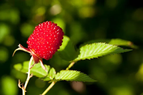 Sembra una combinazione di lampone e fragola, ma il gusto ti sorprenderà completamente. Come piantare?