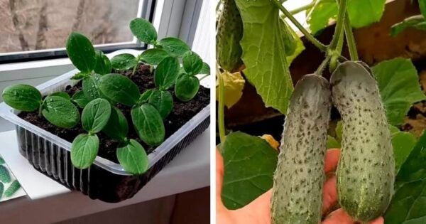 Seminate i vostri cetrioli a marzo e godetevi un raccolto abbondante a maggio! ECCO COME FARE