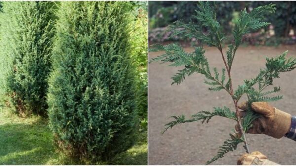 Semplice propagazione della tuia in giardino: anche un taglio molto piccolo può inondare l’intero giardino