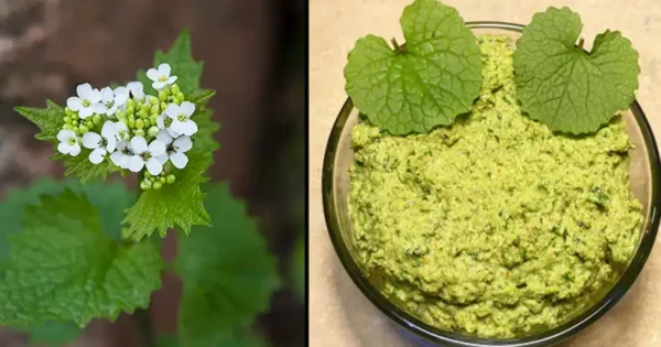 Senape (Alliaria petiolata): Uno sguardo più ravvicinato a una specie vegetale invasiva