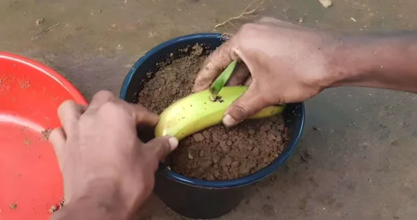 Seppellisci una banana nel terreno: è incredibile cosa succede dopo 7 giorni