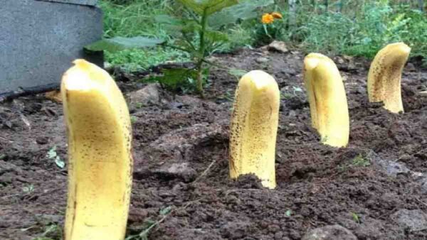 Seppellite 4 banane nel vostro giardino: non vi aspettate davvero quello che succederà!