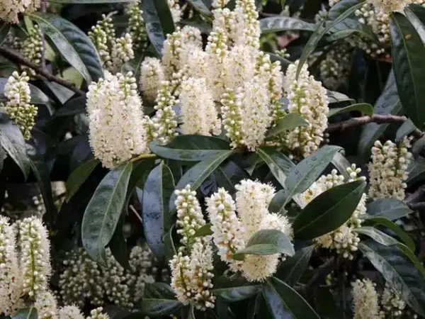 Sfida del Giardino: Arbusti Fioriti per Zone Ombreggiate 