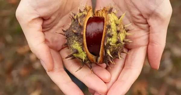 Sfruttare i Poteri Curativi dell’Ippocastano