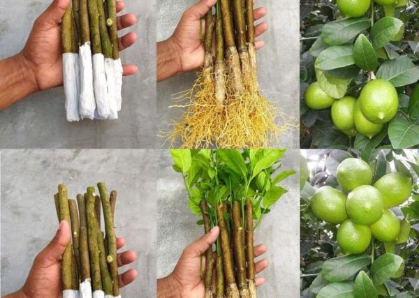 Smettere di comprare limoni: come avere una scorta illimitata di limoni in casa