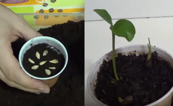 Smettete di buttare via i semi di limone! Ecco il modo migliore per seminarli e far crescere un bellissimo albero.