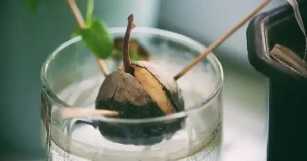 Smettete di comprare gli avocado, potete coltivarli in casa in un piccolo vaso