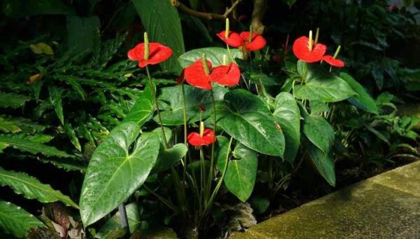 Solo 1 bustina fa esplodere l’Anthurium con tanti fiori (qualsiasi pianta)