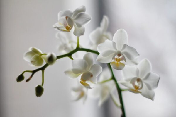 Solo 1 compressa e la tua ORCHIDEA fiorirà selvaggiamente: Funziona anche su altre piante e grazie a questo fertilizzante avrai una giungla pronta a casa!