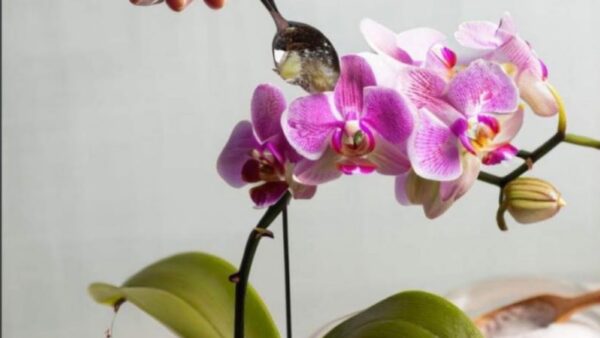 Solo 1 misurino farà esplodere la crescita delle tue piante (tutto l’anno)