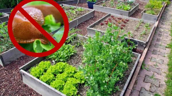 Soluzioni biologiche e naturali per eliminare le lumache dal tuo giardino!