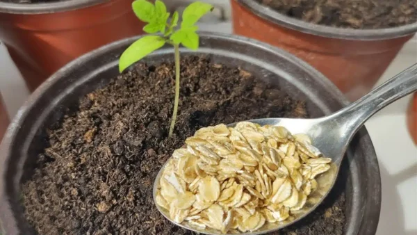 Steli spessi, radici forti e un raccolto abbondante: concimate le vostre piantine con questo fertilizzante e avrete vinto!