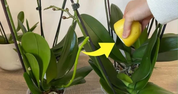 Succo di limone sulle orchidee, avete mai provato? Quello che succede è incredibile