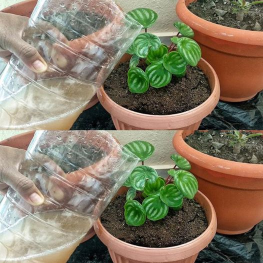 Suggerimenti per far crescere le tue piante più velocemente