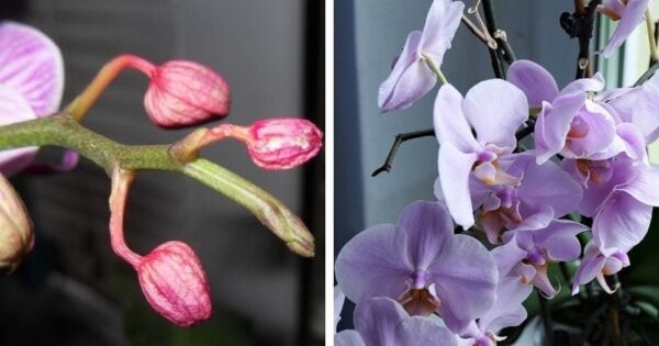 Suggerimento: 3 motivi per cui i boccioli della vostra orchidea iniziano a seccarsi. FERMARLI