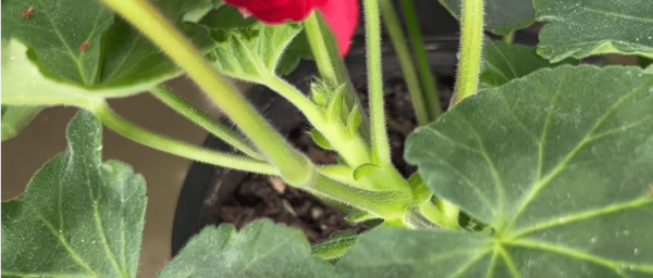 Suggerimento: Il concime per piante più popolare in Slovacchia – gratuito ed efficace