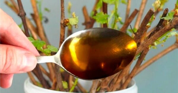 Suggerimento: Puoi radicare qualsiasi pianta con questo aiuto naturale. Un cucchiaino per litro d’acqua è tutto ciò di cui hai bisogno.