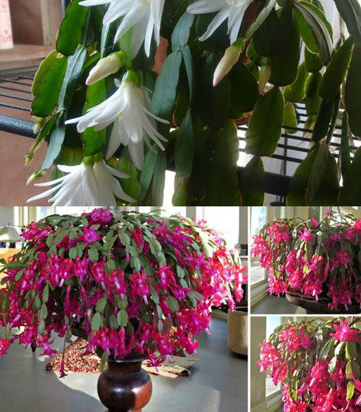 Svela i segreti dei fiori tutto l’anno: la tua guida definitiva al successo dei cactus di Nat