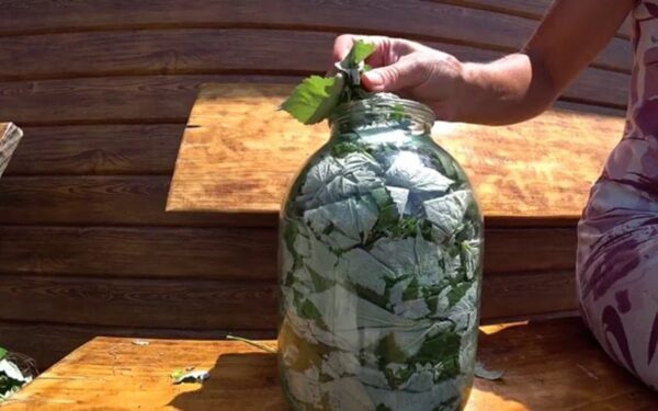 Tè fatto con foglie di lamponi selvatici ha effetti MIRACOLOSI. ECCO COME FARLO A CASA