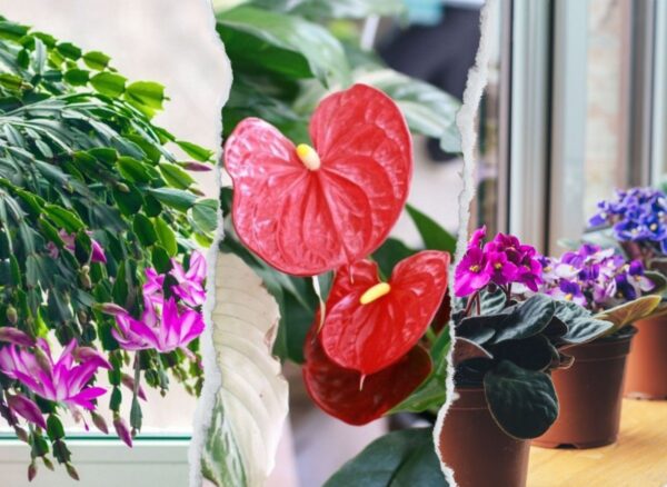 TOP 10 piante d’appartamento che fioriscono in inverno