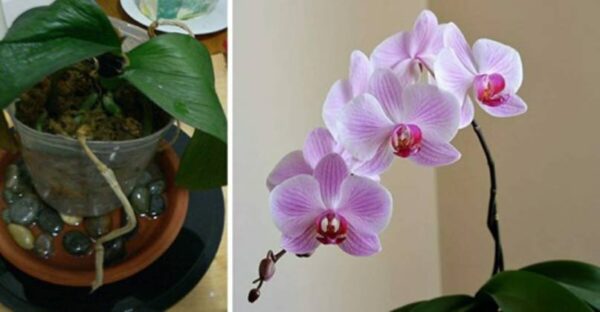 TRUCCO SVEDESE per far rivivere un’orchidea secca e morente: Funziona davvero: l’orchidea scartata fiorisce di nuovo magnificamente!